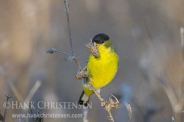A lesser goldfinch snacks on thislte clumps, holding the food with one foot