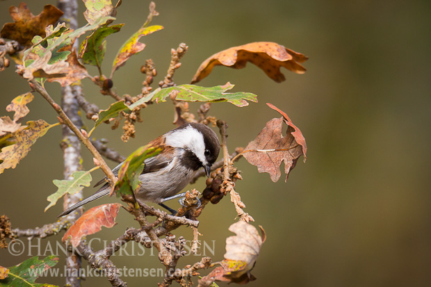 A chestnut-backed chickadee poses on a small branch whose leaves are beginning to turn colors