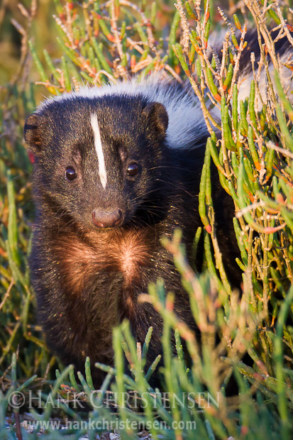 A striped skunk poses for a portrait in pickleweed growing along the San Francisco Bay