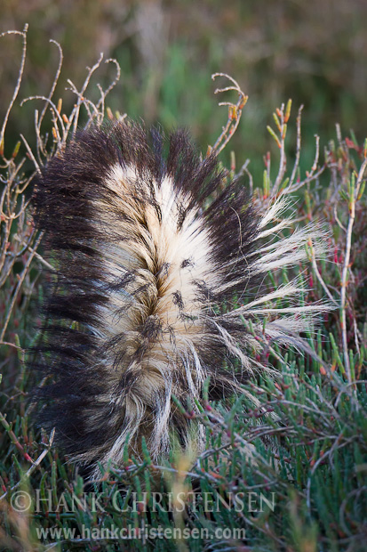 A striped skunk tail emerges from a thick growth of pickleweed along the San Francisco Bay