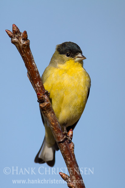 A lesser goldfinch perches on a narrow branch at the top of a cherry tree