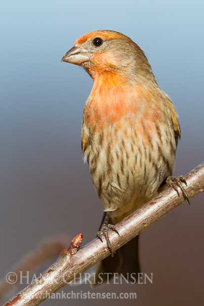 A house finch perches on the branch of a cherry tree