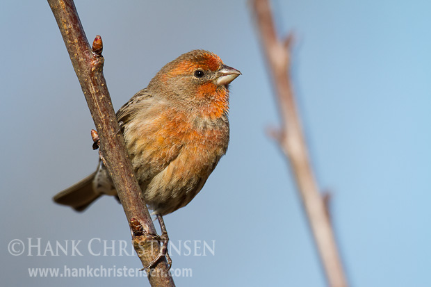 A house finch perches on the branch of a cherry tree