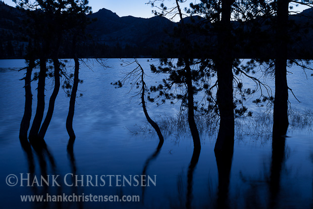 Twisted trunks of trees are reflecting in Lake Vernon are silhouetted against the pre-dawn light, Yosemite National Park