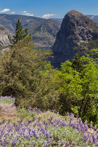 Lupine blooms adorn the hillsides surrounding the Hetch Hetchy Reservoir, Yosemite National Park