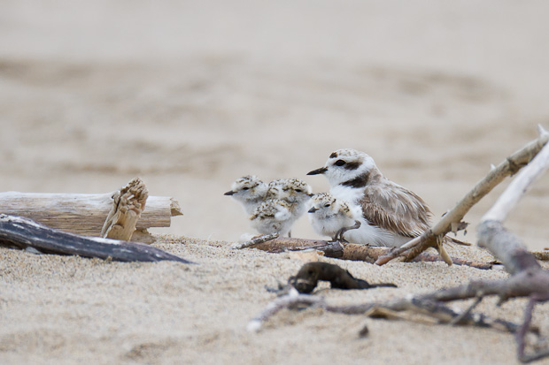 A snowy plover sits with its freshly hatched brood of three chicks