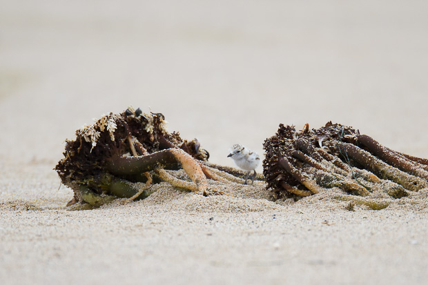 A snowy plover chick explores a seemingly massive clump of seaweed.