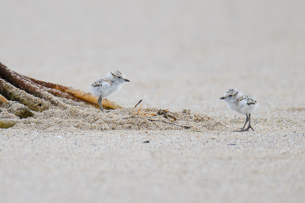 Two snowy plover siblings explore their new world together