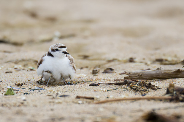 Two snowy plover chicks struggle to push into the protective care of their parent, while a third sibling is already occupying this feathered embrace.