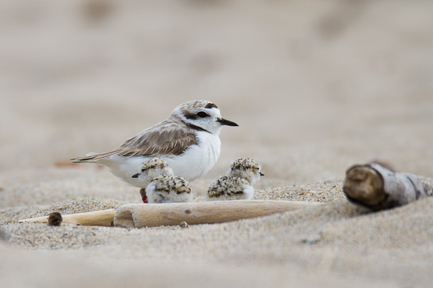 A snowy plover stands along the beach with two newly hatched chicks