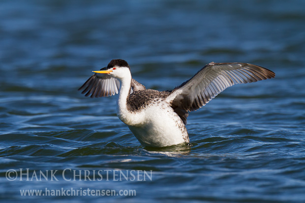 A clark's grebe flaps it wings to reshuffle its feathers as part of its preening routine