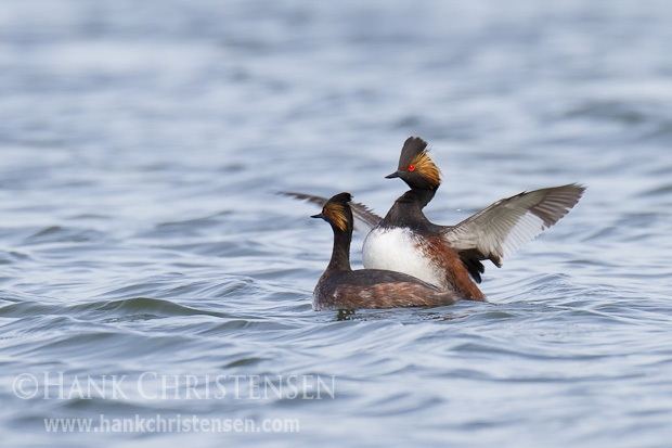 A male eared grebe mounts a female from behind and flaps his wings rapidly. The mating lasts only a few seconds.