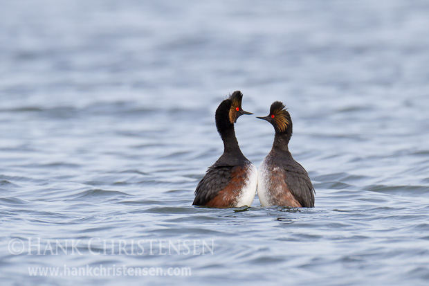 A mating pair of eared grebes court one another by mimicking each other's movements. Here the rise out of the water belly to belly and synchronize their head movements.