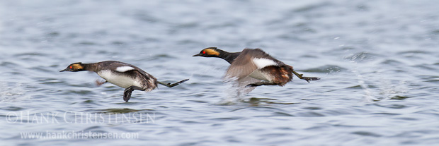 Part of the eared grebes courtship display is to fly low across the surface of the water together. Once they land nearby, they swim back to their starting location, and proceed to mimic each other. They repeat this cycle of mimicking and flying together until they (usually) mate.