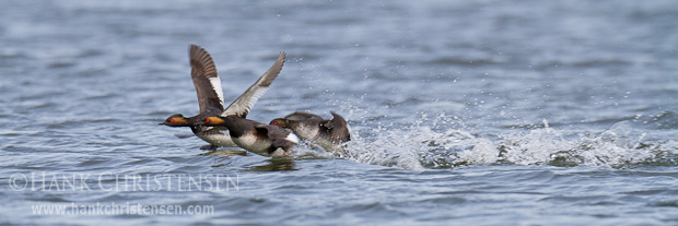 Occasionally an additional eared grebe or two join a courting pair as they fly low across the surface of the water.