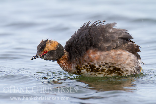 A horned grebe dries itself off after bathing by rising out of the water and shaking vigorously from side to side.