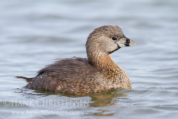 A pied-billed grebe in breeding plumage swims through calm water