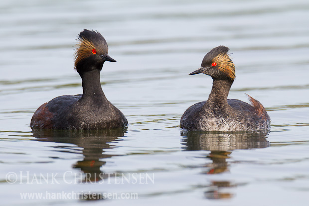 An eared grebe breeding pair swim close to one another