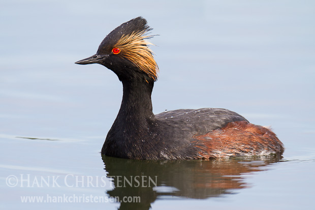 An eared grebe in breeding plumage swims through calm water.