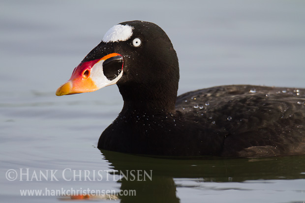 A male surf scoter shows off his colorful bill in full breeding colors.