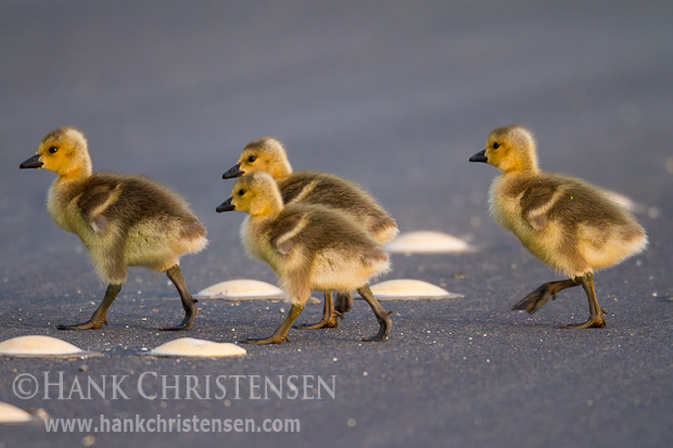 Four Canada goslings cross over the center yellow line of a road