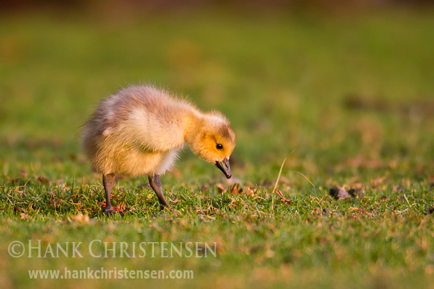 A Canada gosling eats large quantities of short grass