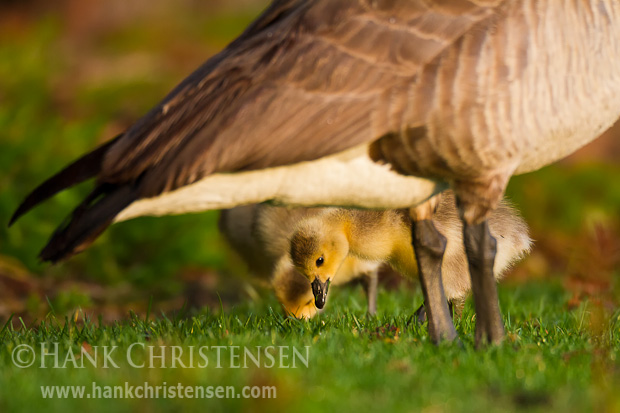 A Canada Goose watches over its chicks as they eat short grass