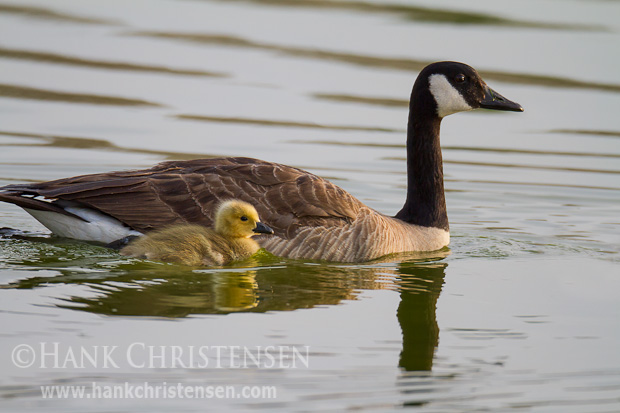 Ever watchful of its chick, a canada goose leads its young out on a still lake