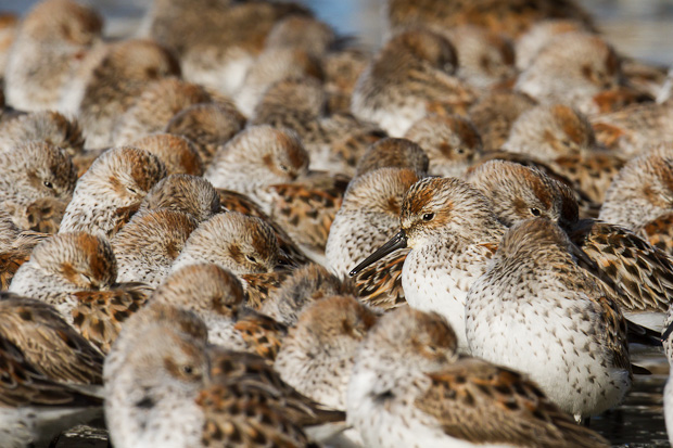 Many western sandpipers huddle together for protection along a crowded beach