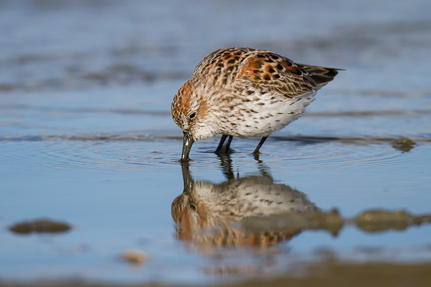 A western sandpiper is reflected in a shallow sheen of water along a beach