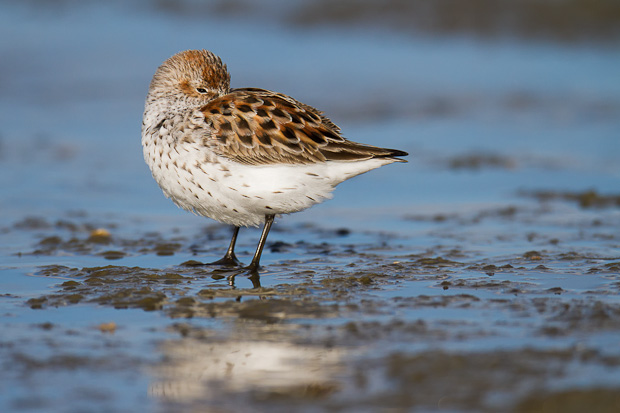 A western sandpiper snoozes with one eye open during a falling tide