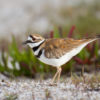 A killdeer stands in the sun on the broken shells that give name to Shell Beach in Foster City, CA