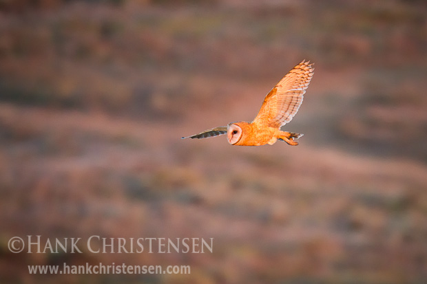 The sun spotlights a barn owl as it hunts in the last few minutes of daylight