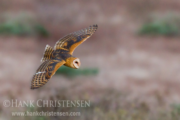 A barn owl flies low over a field, hunting for rodents just after sunset