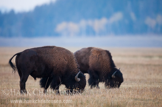 Bison graze in the grasslands of Grand Teton National Park