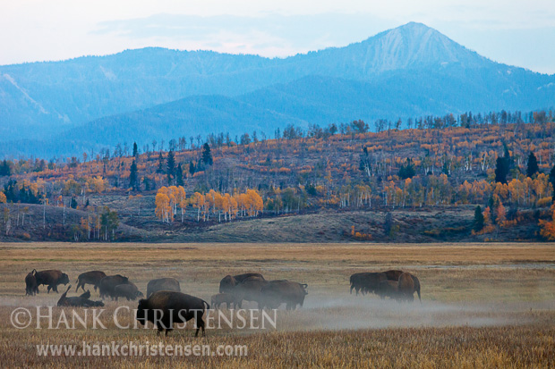 Bison kick up dust as they roll in the dirt, while others graze in the open grassland of Grand Teton National Park