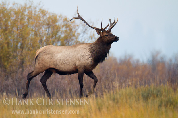 A male elk struts through a field in early morning, with a fall color backdrop, Grand Teton National Park