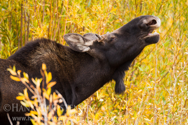 A young bull moose lifts his head to make his presence known to females