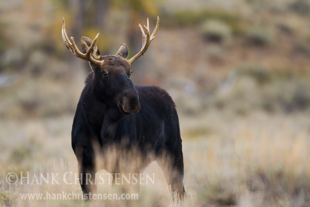 A young bull moose stands at attention as me makes his way through an open field