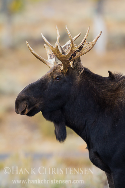 A young bull moose walks through tall grass, pausing to check his surroundings