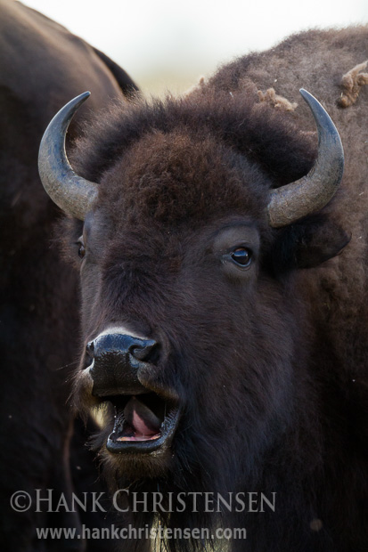 A bison shows his appreciation for the nutritious grass available for grazing in Grand Teton National Park