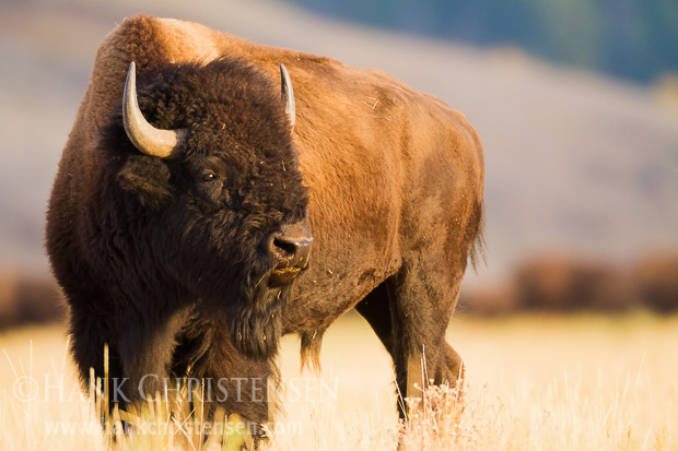The setting sun illuminates a bison grazing in a Grand Teton grassland
