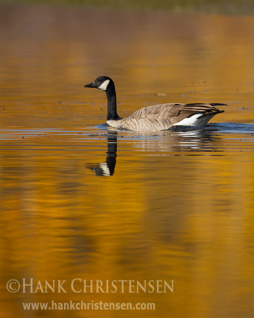 A canada goose swims through glassy water, reflecting it and the fall colors of Grand Teton National Park