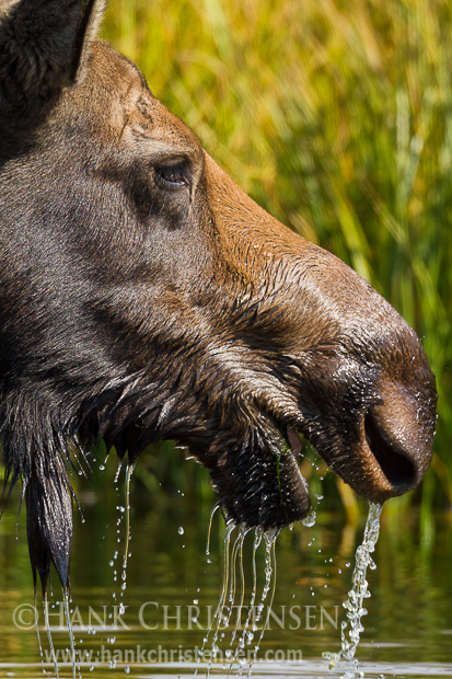 A moose cow eats greens from a shallow pond, the water running from her face when she emerges with food