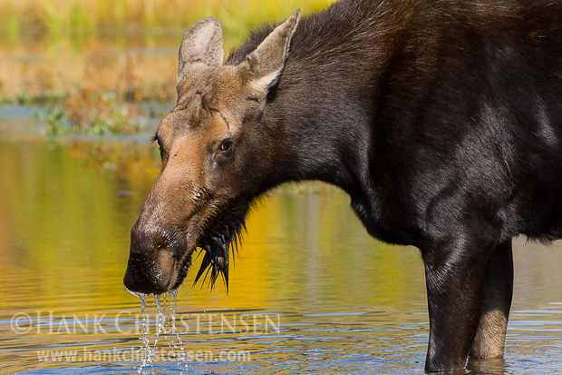 A moose cow eat greens from the bottom of a shallow pond, while surrounded by the fall colors of Grand Teton National Park