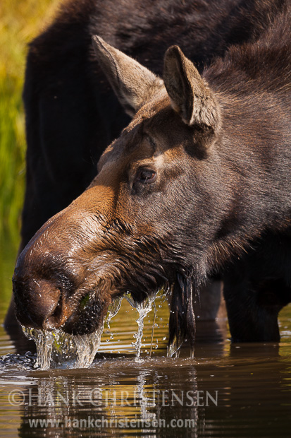 A moose cow eats greens from a shallow pond, the water running from her face when she emerges with food