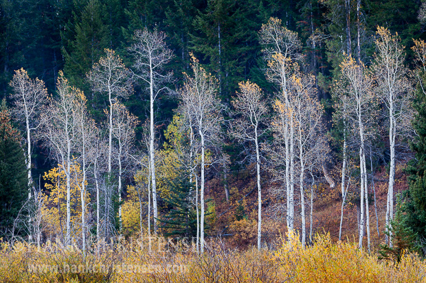 White aspen grow in the row in front of a forest of fir trees, Grand Teton National Park