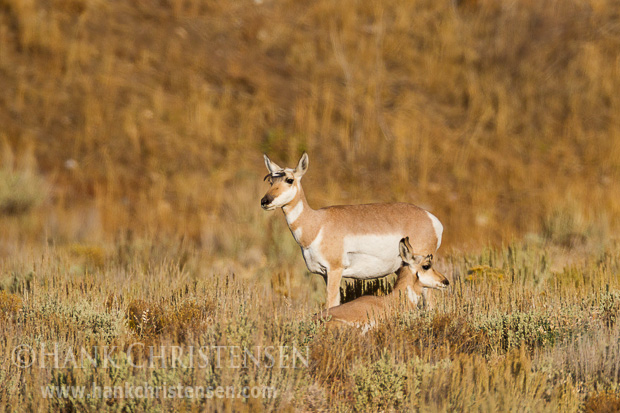 A pronghorn mother watches over her fawn. Fawns are very vulnerable when they are young, and spend most of their time beddings down and staying out of sight.