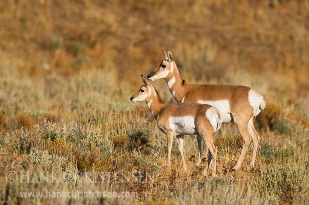 A pronghorn mother stands with her fawn, Grand Tetons National Park