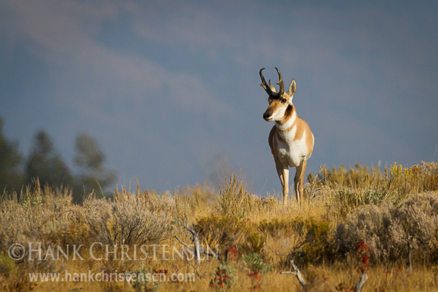 A pronghorn buck stands at attention on a small rise. The pronghorn horn sheath is shed annually and made of compressed hair around a bone core.